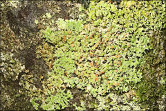 Pannaria minutiphylla