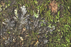 Peltigera dolichorhiza