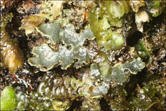 Pseudocyphellaria neglecta