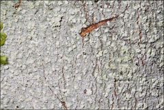 Lepra novaezelandiae