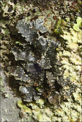 Pseudocyphellaria neglecta