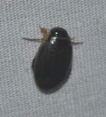 Thermonectus nigrofasciatus