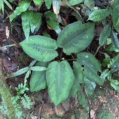 Schismatoglottis asperata