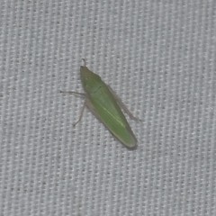 Draeculacephala floridana