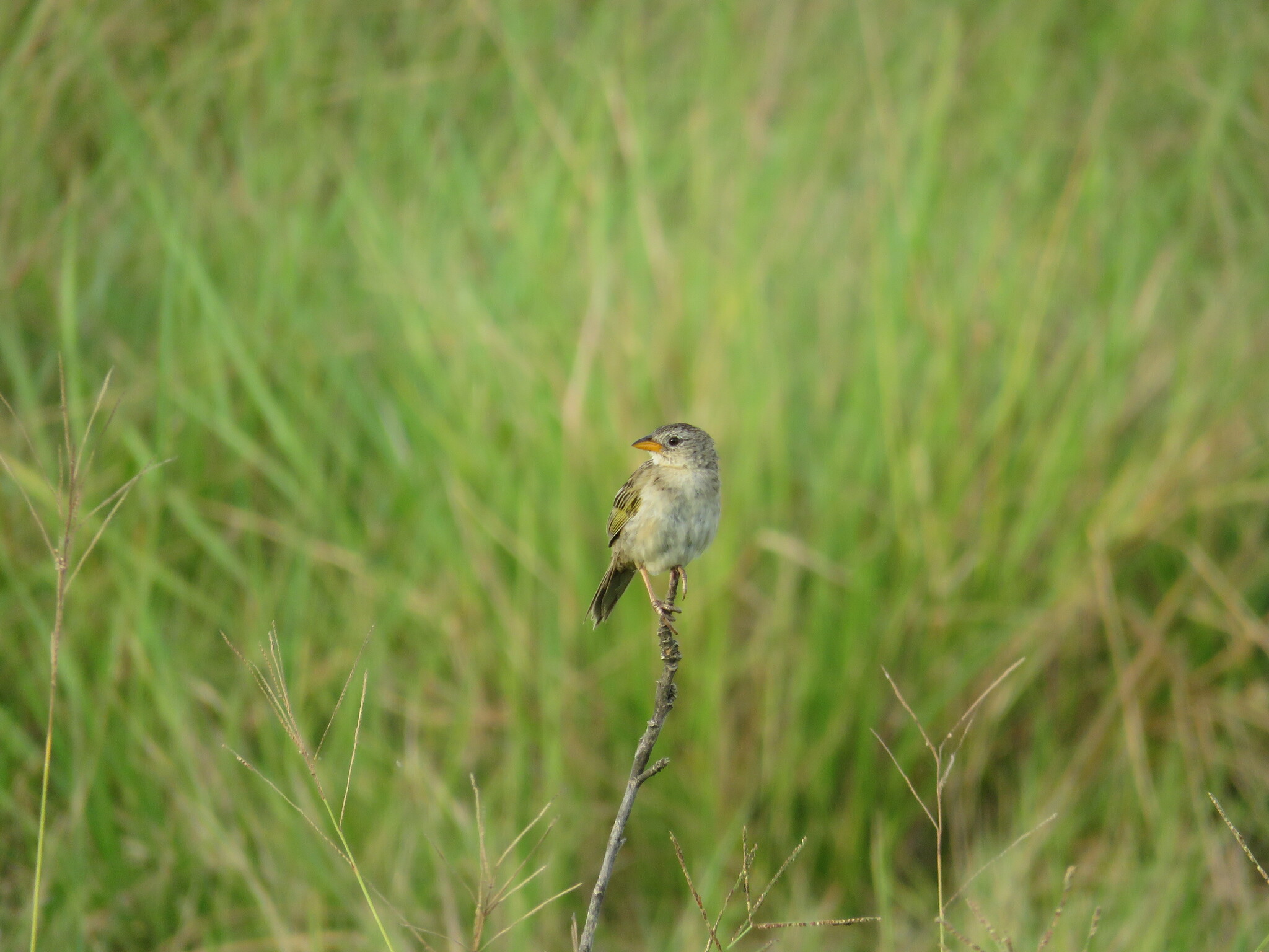 Wedge-tailed Grass Finch (Emberizoides herbicola), photo 8