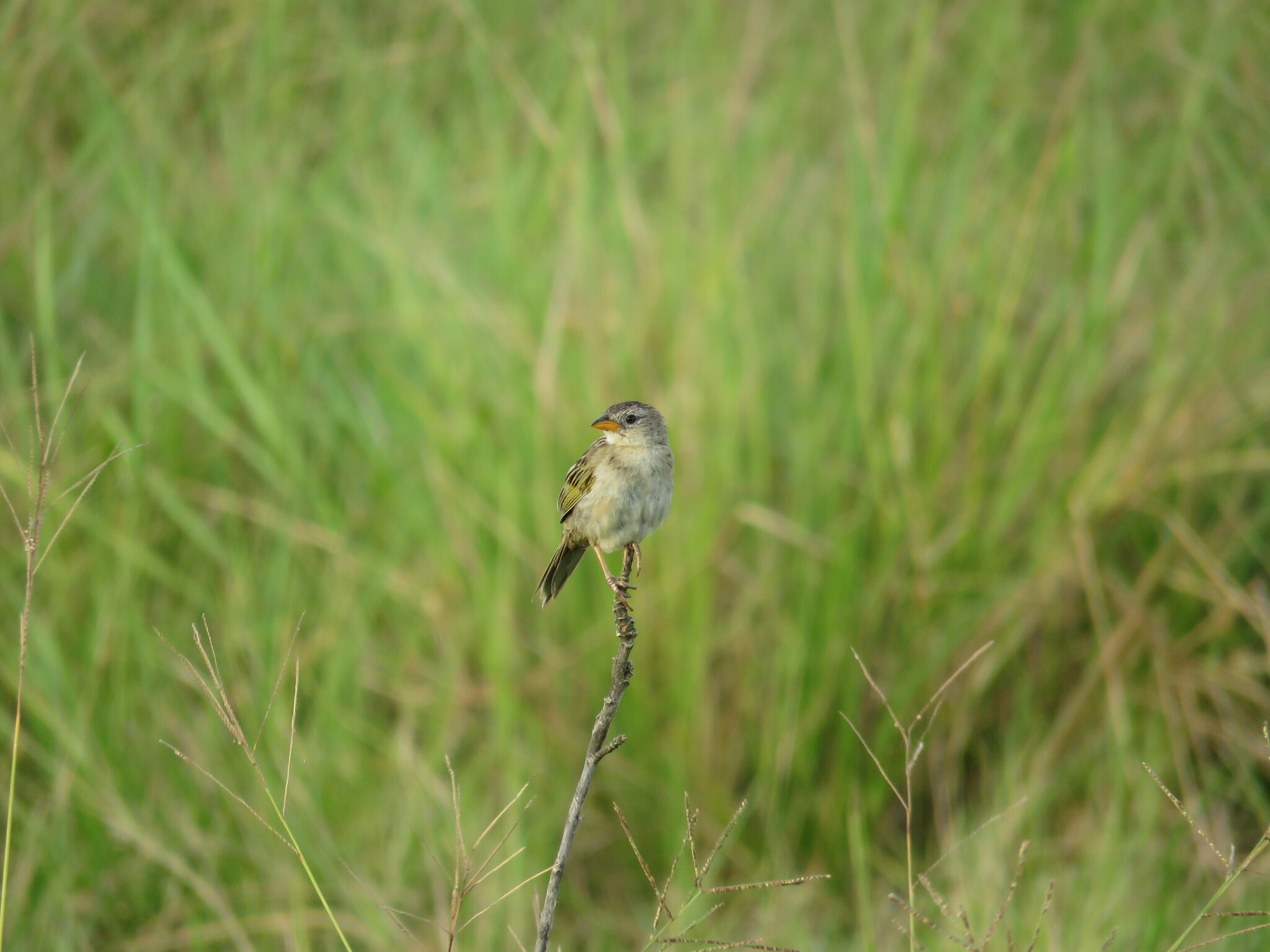 Wedge-tailed Grass Finch (Emberizoides herbicola), photo 9