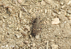 Cicindela gemmata
