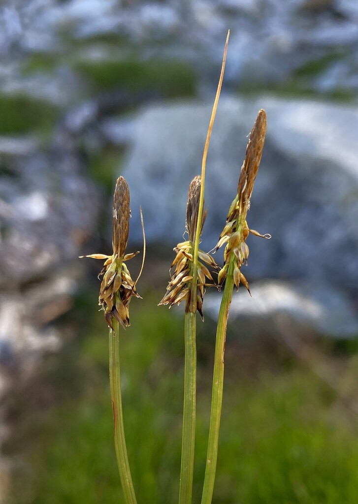 black alpine sedge from Snow Lake Trail, Mount Rainier National Park ...