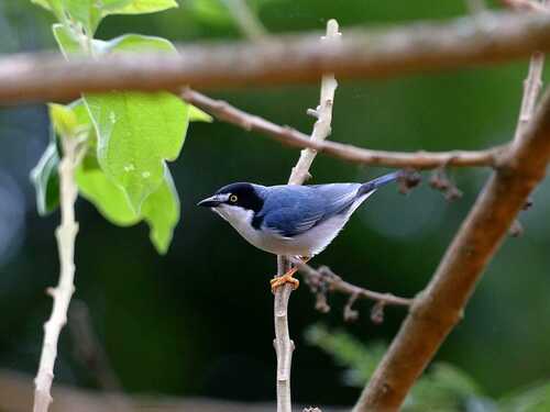 Hooded Tanager