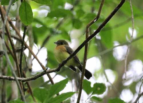 Whiskered Flycatcher