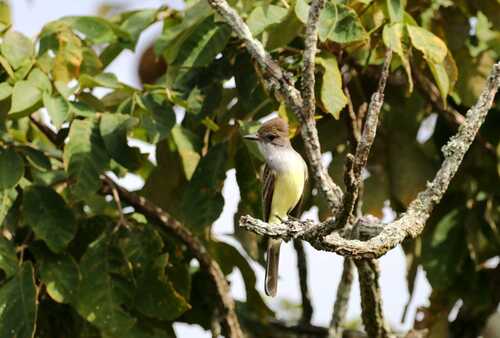 Brown-crested Flycatcher
