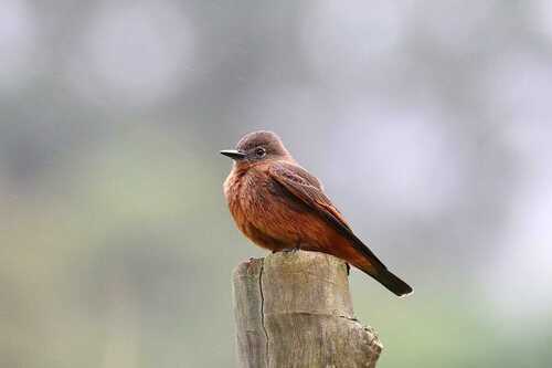 Cliff Flycatcher