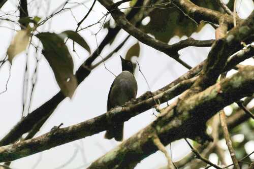 White-necked Thrush