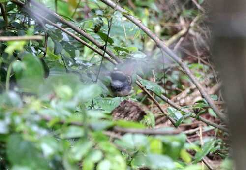 White-bibbed Antbird