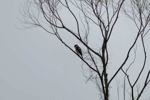 Laughing Falcon