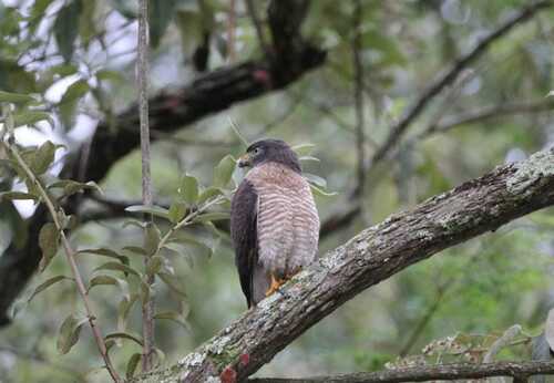 Roadside Hawk