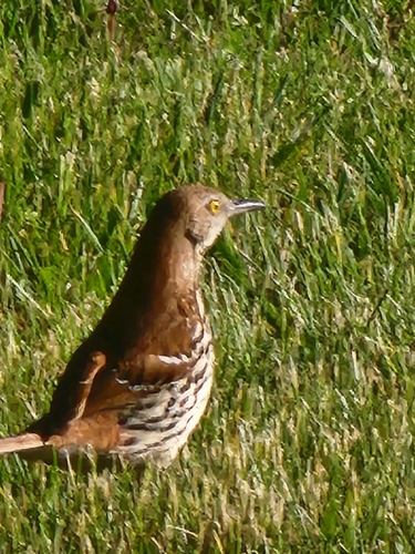Brown Thrasher