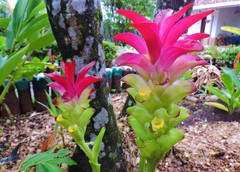 Curcuma zedoaria