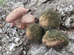 Gymnopilus thiersii
