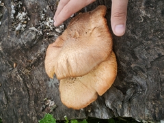Gymnopilus thiersii