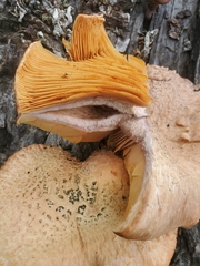 Gymnopilus thiersii