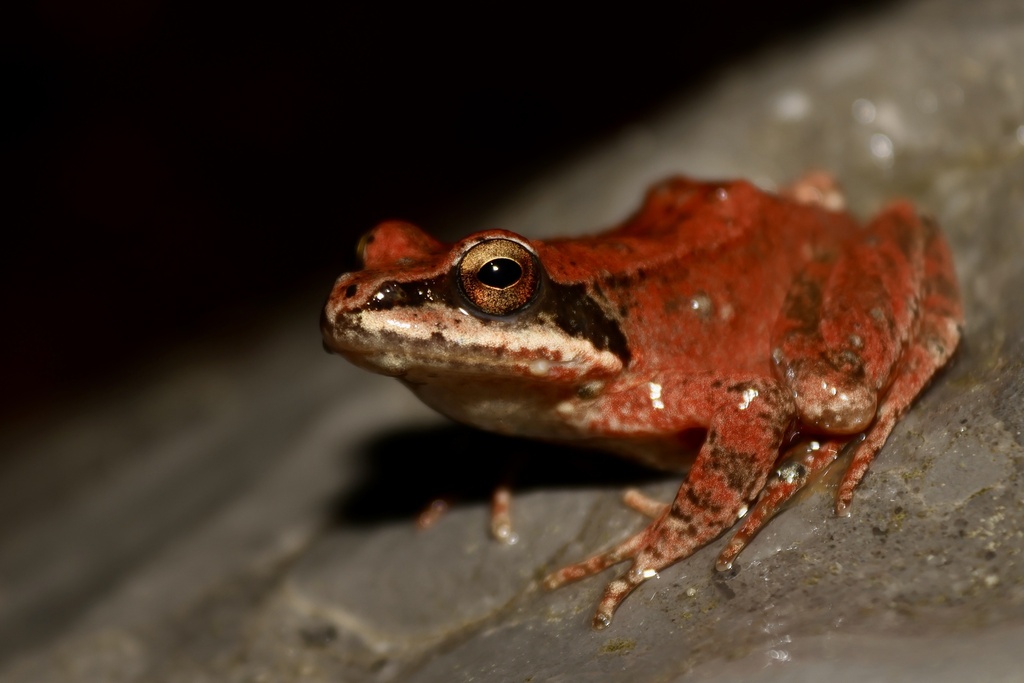 Pyrenean Frog