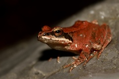 Pyrenean Frog photo 1