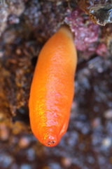 Halocynthia aurantium