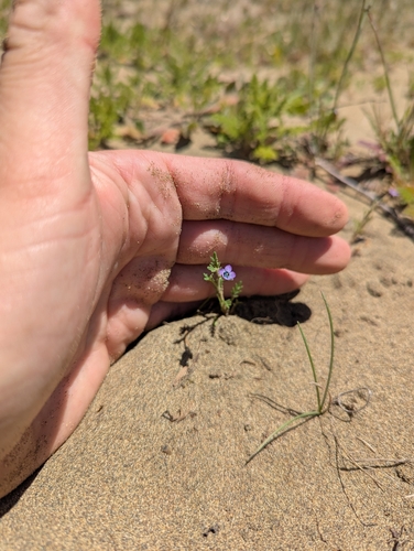 Gilia millefoliata, photograph 1