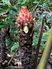 Plagiostachys crocydocalyx