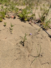 Gilia millefoliata, photograph author not stated, no rights reserved