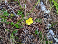 Potentilla matsumurae