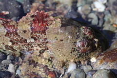 Hemilepidotus hemilepidotus