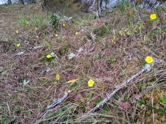 Potentilla matsumurae