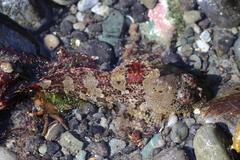 Hemilepidotus hemilepidotus