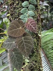 Ficus villosa