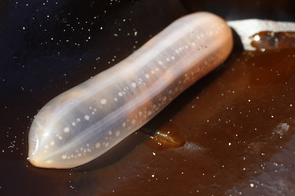 jellybean footless sea cucumber