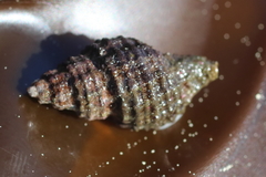 Paciocinebrina interfossa