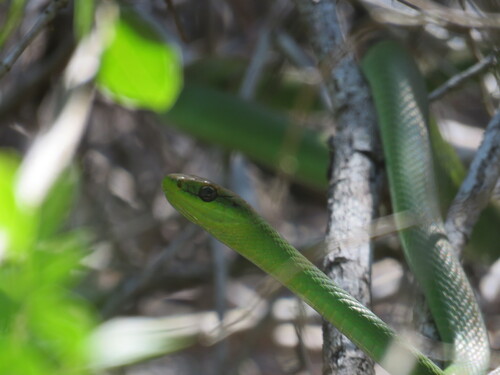 Lichtenstein's Green Racer