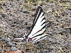 Neographium agesilaus