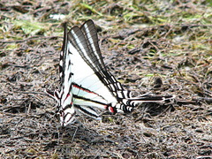 Neographium agesilaus