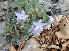 Campanula fragilis cavolinii