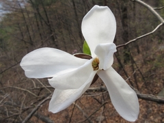 Magnolia kobus