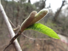 Magnolia kobus