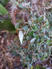 Elaeagnaceae