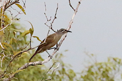 Xanthotis flaviventer