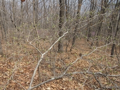 Symplocos sawafutagi