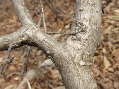 Symplocos sawafutagi