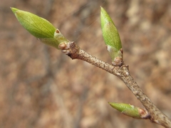 Symplocos sawafutagi