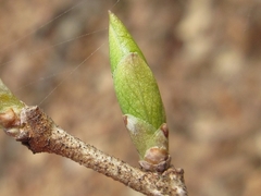 Symplocos sawafutagi